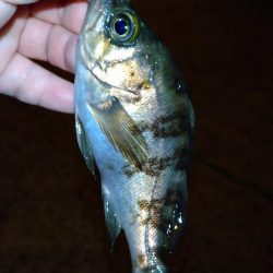 メバリングリベンジ